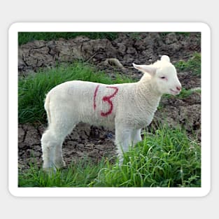 Cute Lamb 13th Sticker